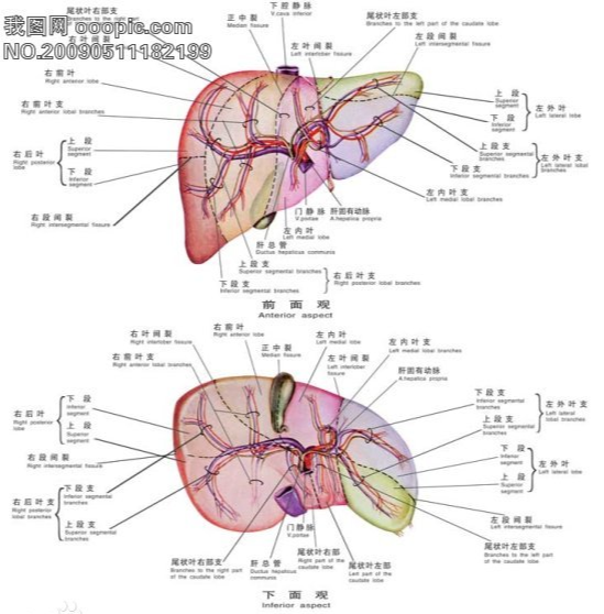 保护肝脏优质全价的高蛋白营养功能