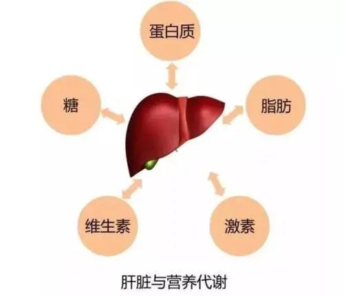 (4)有关血液方面的功能:胎儿时肝脏为主要造血器官,至成人时由骨髓