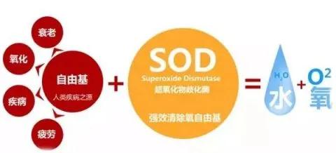 人体的“垃圾清道夫”——超氧化物歧化酶SOD