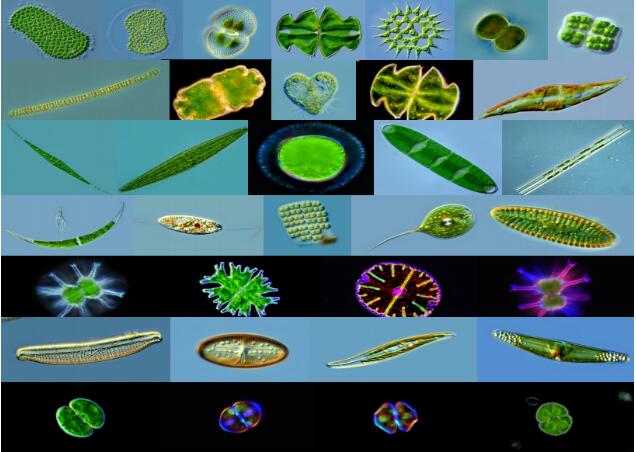 微藻的种类及应用领域宣讲——华南理工大学魏东教授