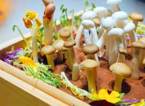 2018中国特许加盟展四季锅，把火锅做得有品质