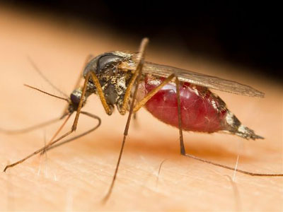 特许加盟备案企业公示——帮帮拜斯特