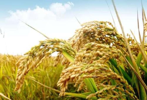 一周大事 | 商务部：我国粮食储备充足、北京正常营业的大型商场将获补贴