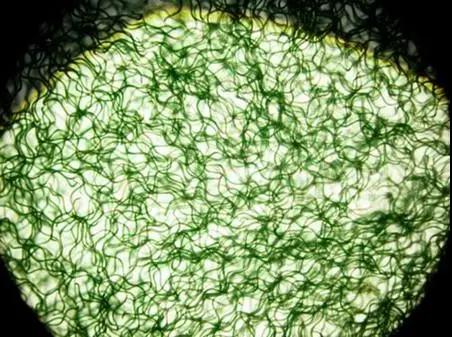 螺旋藻——有机络合多种人体所需矿物质元素
