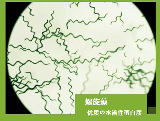 螺旋藻———优质的水溶性蛋白质